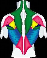 腰痛 体操 腹筋 ストレッチ